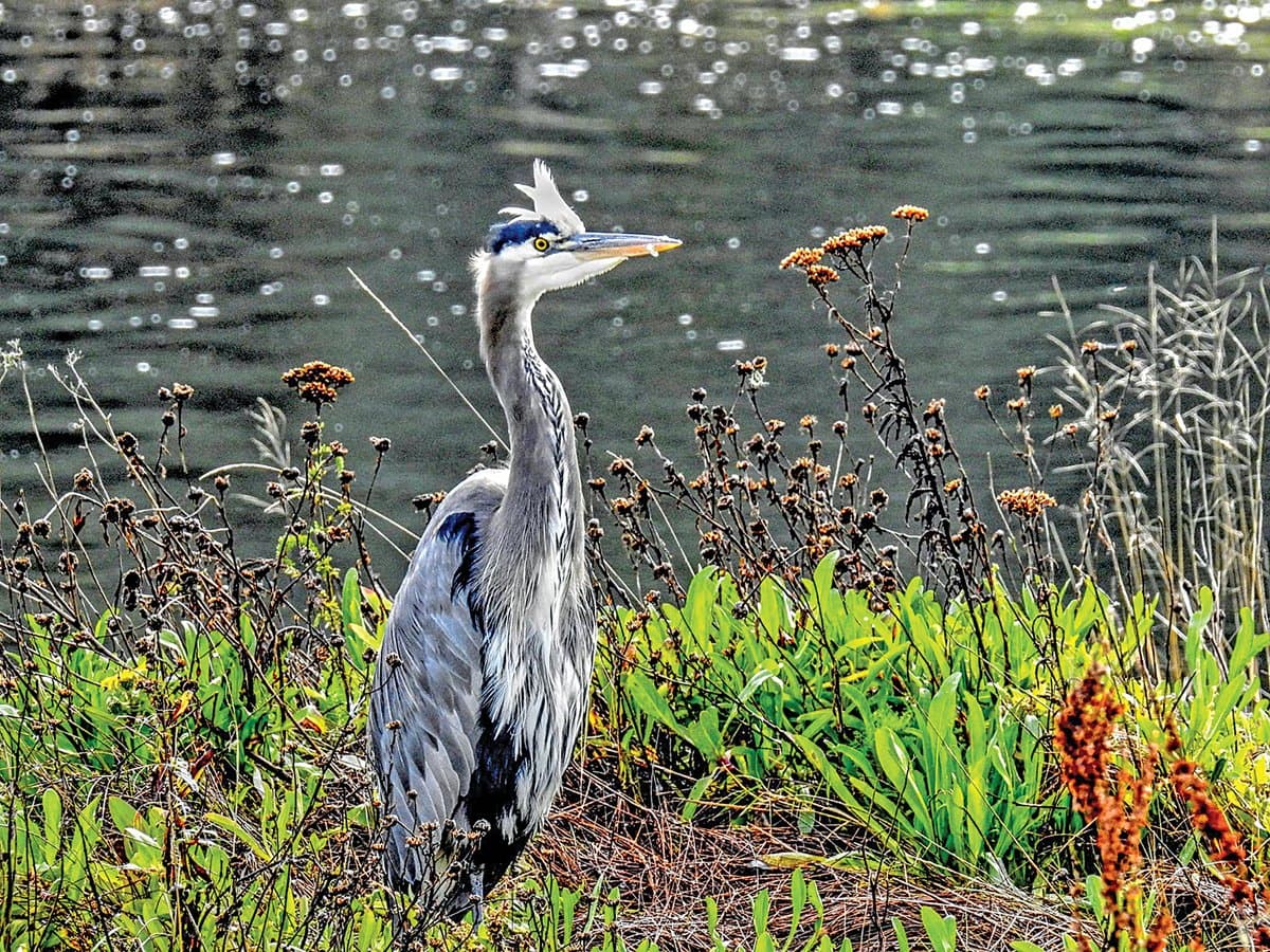 Watch the Birds in Tillamook County