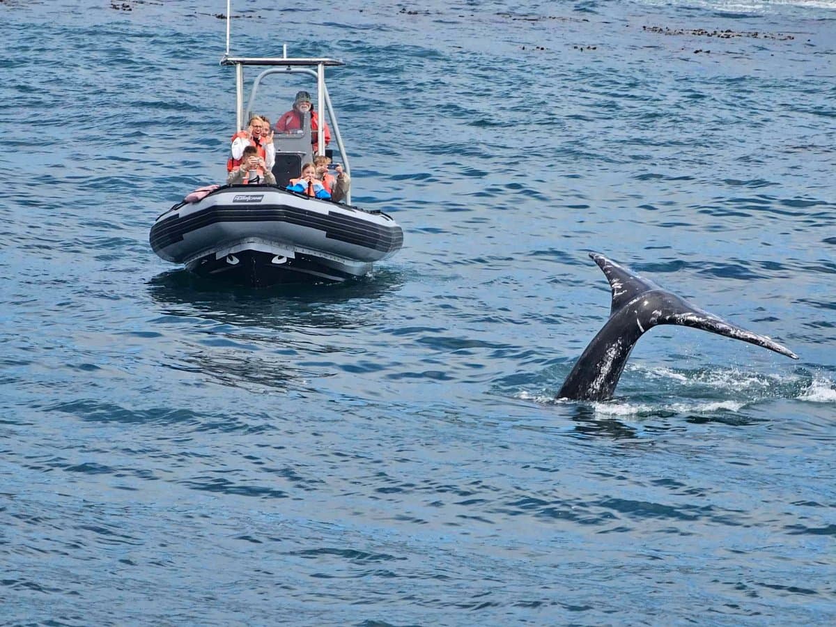 Watch Migrating Whales