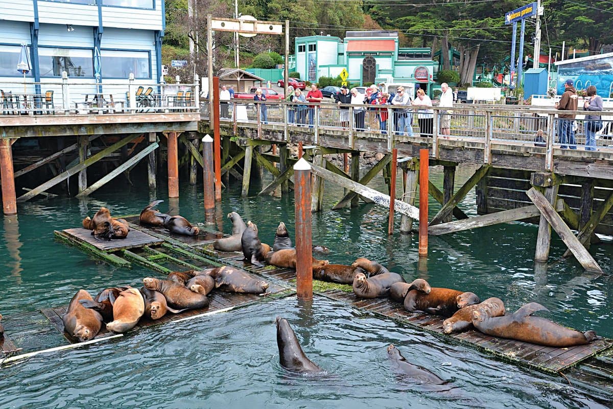 Walk the Bayfront, Visit the Fleet