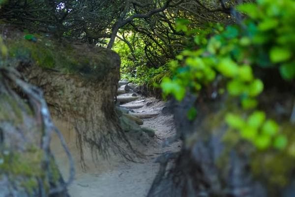 Look for Faeries at the Magical Hobbit Trail