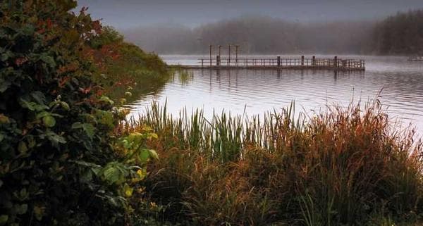 Fish at William M. Tugman State Park