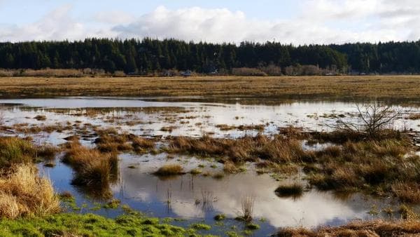 Bird Watch at a National Wildlife Refuge