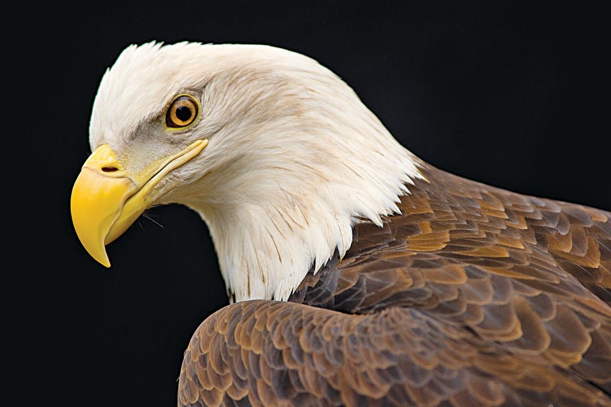 Get Nose to Beak with Amazing Predators