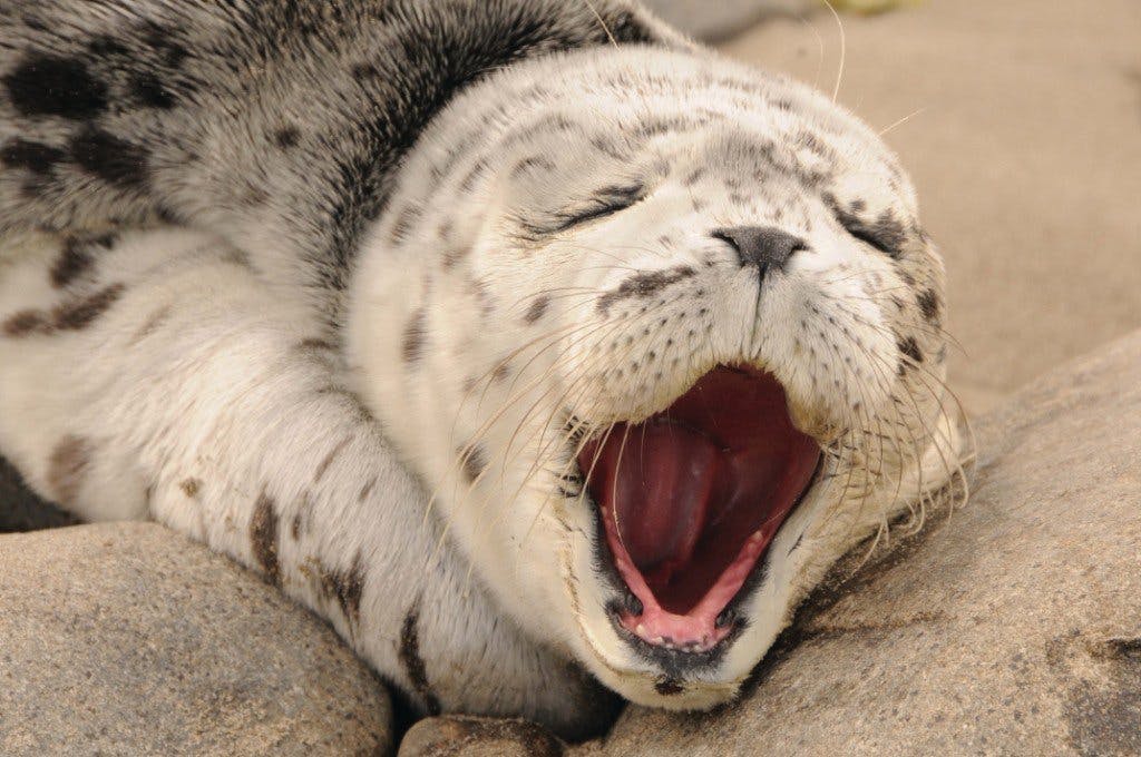 See Seals & Sea Creatures Up Close at Seaside Aquarium