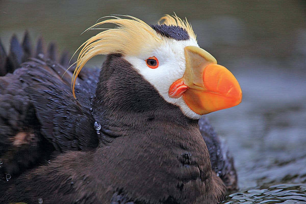 See the Tufted Puffins