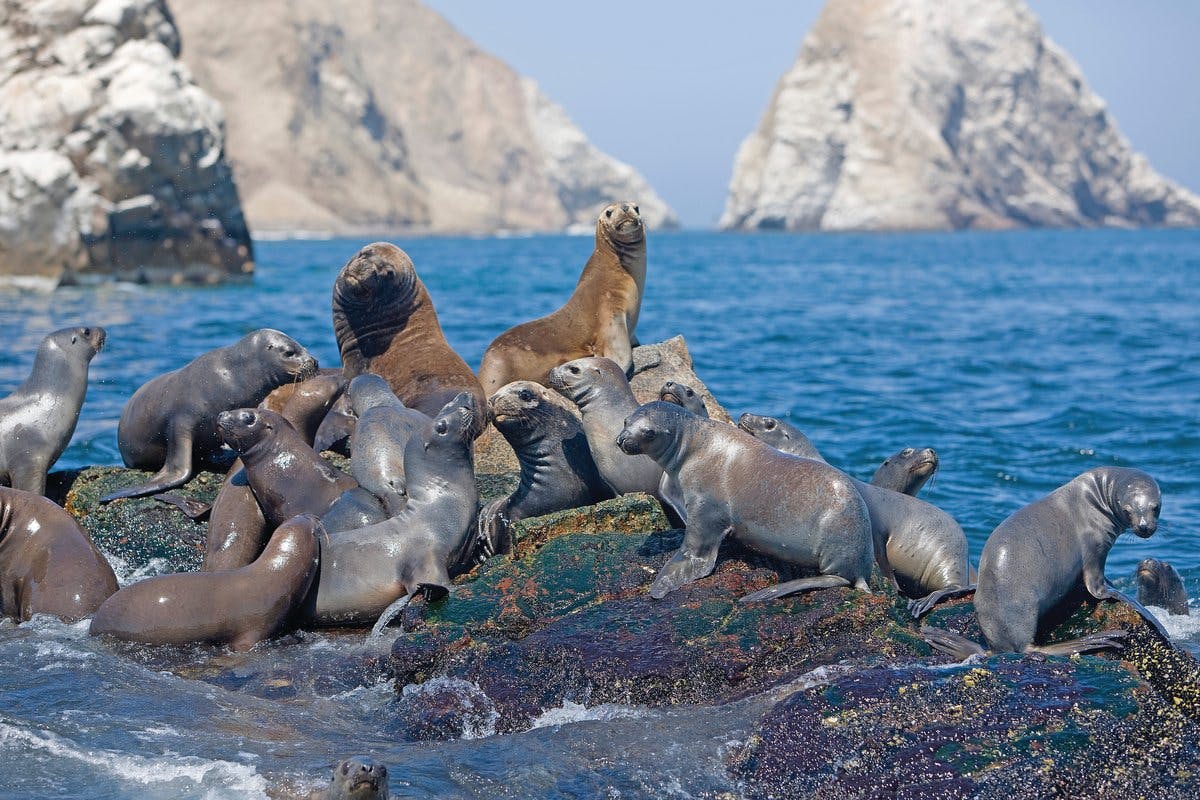 See Seals & Sea Lions at Seal Rock