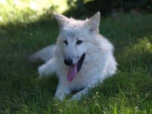 Meet the Wolf Pack at White Wolf Sanctuary