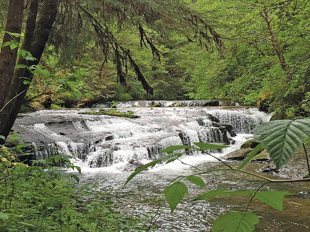 Hike the Trail to Sweet Creek Falls