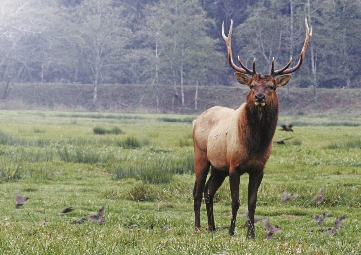 Take a Good Look at Some Elk